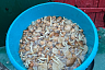 Саратовцы на лугу собирали опята