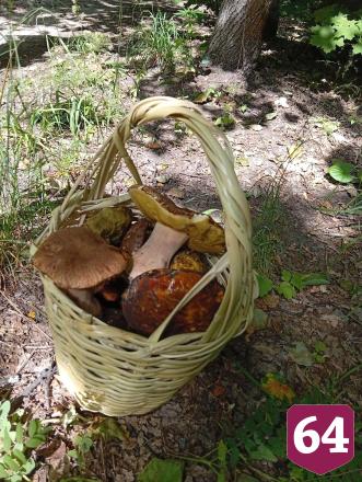Саратовец на Кумысной поляне нашел килограммовый белый гриб